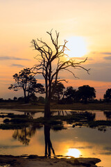 Naklejka premium Golden sunset casting reflections on tranquil waters in Hwange National Park, Zimbabwe with silhouetted trees