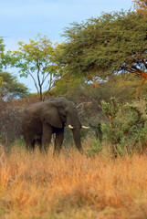 Obraz premium An elephant forages in the tall grasses of Hwange National Park, Zimbabwe during the late afternoon light