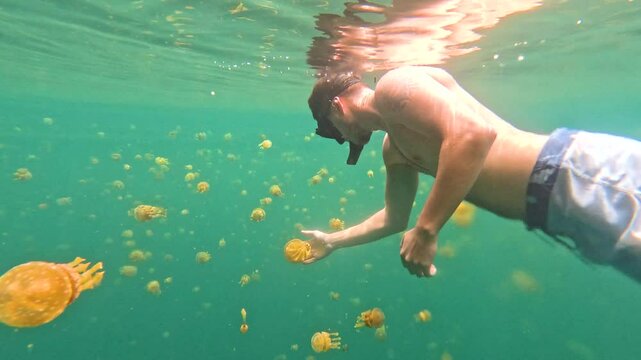 A man swimming with stingless jellyfish at Sohoton Cove near Siargao Island in The Philippines. You can see him touch the jellyfish and remain he doesn't get stung. There are hundreds, maybe thousands