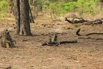 Baboons resting in Hwange National Park, Zimbabwe during a warm afternoon in their natural habitat