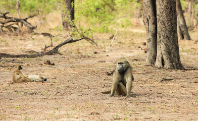 Baboons resting in the dry landscape of Hwange National Park during the afternoon