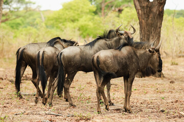 Wildebeests in Hwange National Park, Zimbabwe, grazing peacefully under the warm sun amidst lush greenery