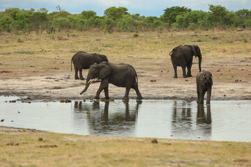 Obraz premium Elephants drinking from a waterhole in Hwange National Park, Zimbabwe during a warm afternoon