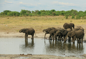 Obraz premium A herd of elephants gathers at a watering hole in Hwange National Park, Zimbabwe, enjoying a refreshing drink in the afternoon sun
