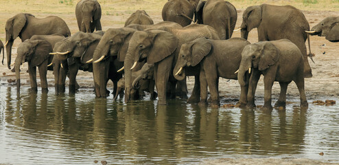 Herd of elephants drinking at a watering hole in Hwange National Park, Zimbabwe during a sunny day