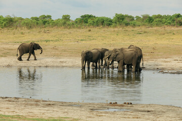 Fototapeta premium Elephants gather at a watering hole in Hwange National Park, Zimbabwe during a sunny afternoon