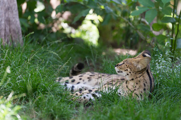 Liegende Serval Katze im Gras