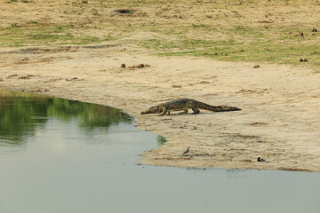 A crocodile sunbathing on the sandy banks of a water body in Hwange National Park, Zimbabwe during late afternoon