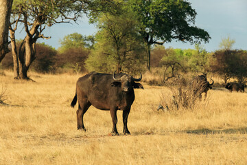 Obraz premium A solitary African buffalo grazes in the golden grasslands of Hwange National Park, Zimbabwe during a sunny afternoon