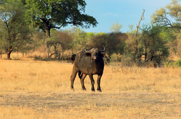 Fototapeta premium Buffalo grazing in Hwange National Park under a clear sky in Zimbabwe's savanna