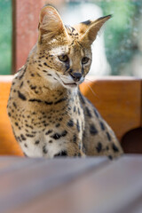 Serval Kater sitzt im Wintergarten