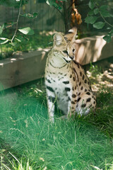 Sitzender Serval im Gehege