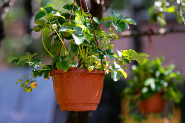 Fresh green strawberry plants in terracotta pots dangle from tree branches in sunlight.