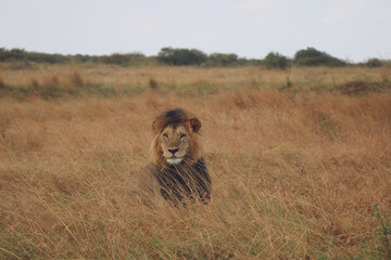 lion in the grass in the masai mara