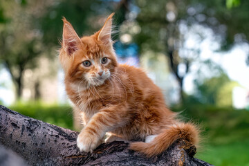 Beautiful kittens of breed Maine Coon play on a tree.