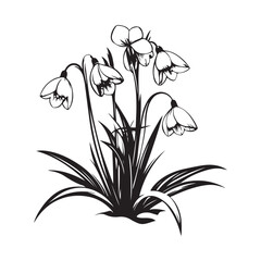 Snowdrop flowers Image vector isolated on white background.