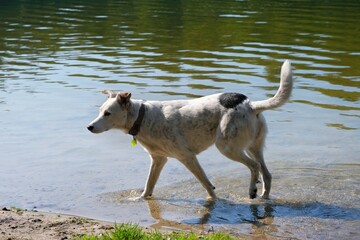 Obraz premium Dog standing on coast of lake.