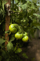 Beds with bushes of green tomatoes in the open ground tied to a wooden peg. Greenhouse with tomato bushes. Agriculture and horticulture. 