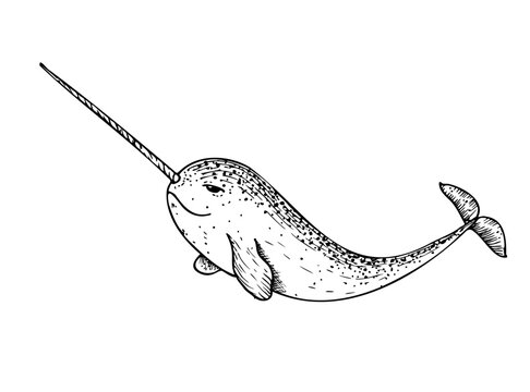 recommend clip art: Vector narwhal with a long horn. Hand painted marine animal. Graphic tropical clip art isolated on background. Underwater illustration. For designers, invitations, decoration, postcards, wrappin