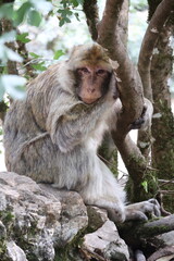 Macaque de barbarie