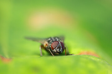 House fly, Fly, House fly on leaf...