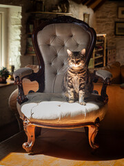 Tabby cat sitting on a Queen Anne velvet chair in a cosy home.  A sunbeam reflects onto the cat's fur