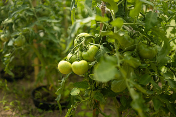 Beds with bushes of green tomatoes in the open ground tied to a wooden peg. Greenhouse with tomato bushes. Green seedlings. Agriculture and horticulture. High quality 