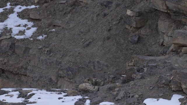 Snow leopard, Panthera uncia,  in rock habitat, wildlife nature. Snow leopard on stone in winter, sitting in the nature stone rocky mountain habitat, Spiti Valley, Himalayas in India. 