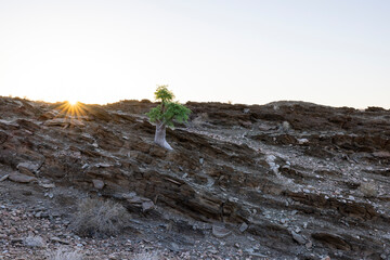 Moringa tree between rock layers