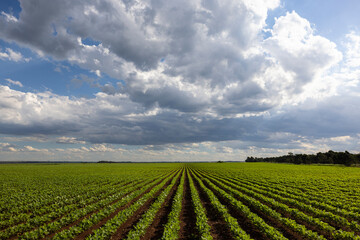 Young green bean plants and clouds