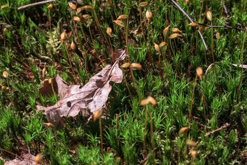 autumn leaves on the ground