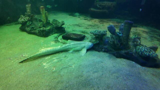 4k video footage of stingray fish swim inside the giant aquarium.