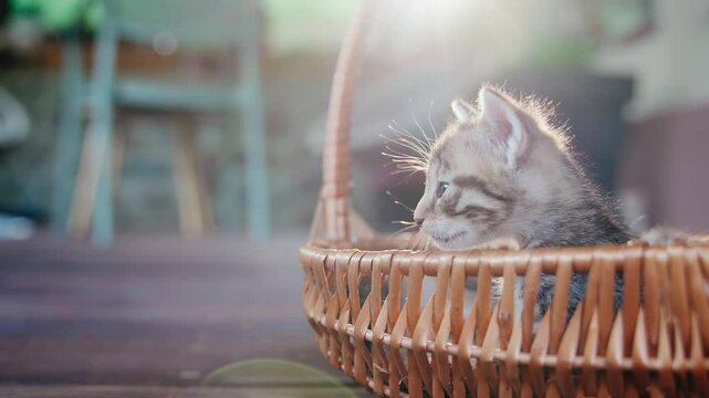 Cute clumsy kitten taking its first steps