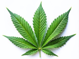 Isolated on a pure white background, a vibrant fresh green cannabis hemp leaf with intricate veins and serrated edges, symbolizing nature and relaxation.