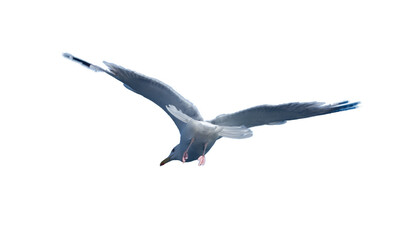 seagull in flight. isolated background