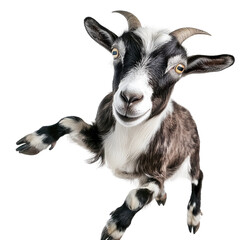 Fototapeta premium Playful goat smiles for camera