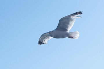a seagull flies in a clear blue sky.