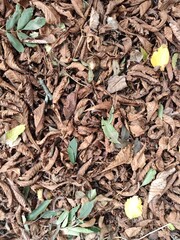 leaves on the ground