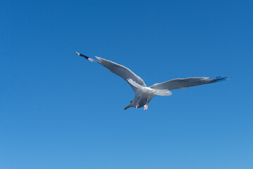 a seagull flies in a clear blue sky.