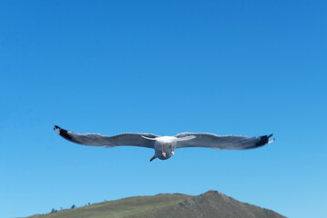 a seagull flies in a clear blue sky.