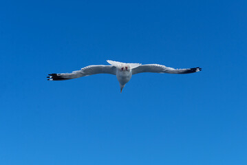 a seagull flies in a clear blue sky.