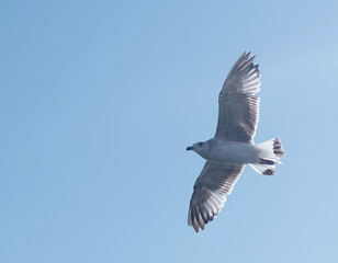 Obraz premium a seagull flies in a clear blue sky.