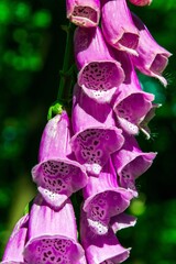 Foxglove pink flowers in the forest closeup © Anna Chizhova