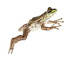 Green frog leaping in air