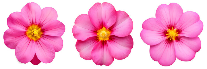 bright pink flower Primula. white isolated background with clipping path. Closeup. no shadows. yellow center. Nature
