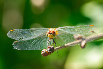 Symp&eacute;trum Sanguin (Sympetrum sanguineum) red dragonfly.