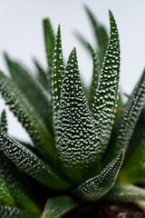 close up of plant