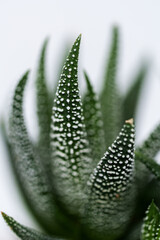 aloe vera plant succulent close up