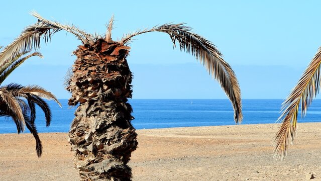 Phoenix Canariensis and Rhynchophorus ferrugineus. Coconut palms killed by the plague of the red palm weevil. Ocean in the background