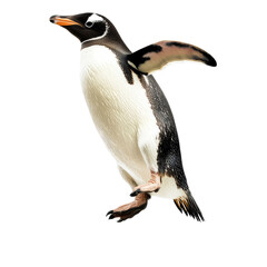 Fototapeta premium Penguin in mid-air